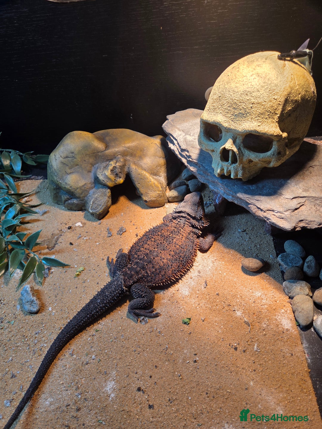Bearded Dragon reptiles for sale: Bearded dragon and viv - Advert 3