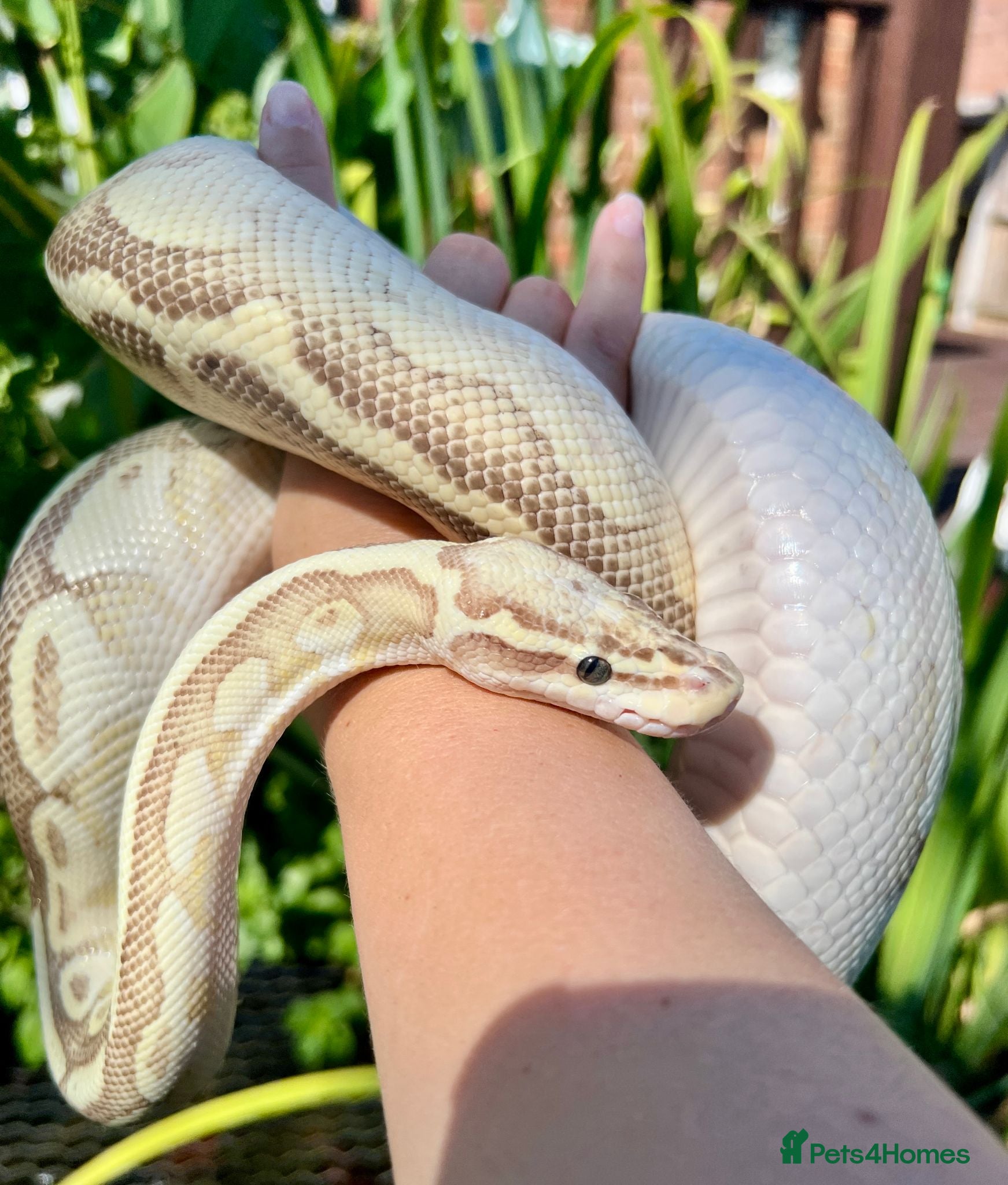 Python Snake reptiles Ball Pythons looking for new home  - Advert 11