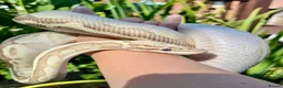 Python Snake reptiles for sale: Ball Pythons looking for new home  - Advert 4