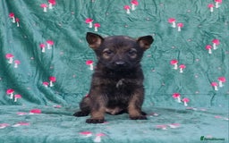 German Shepherd dogs for sale: German Shepherd Puppies - Image 16