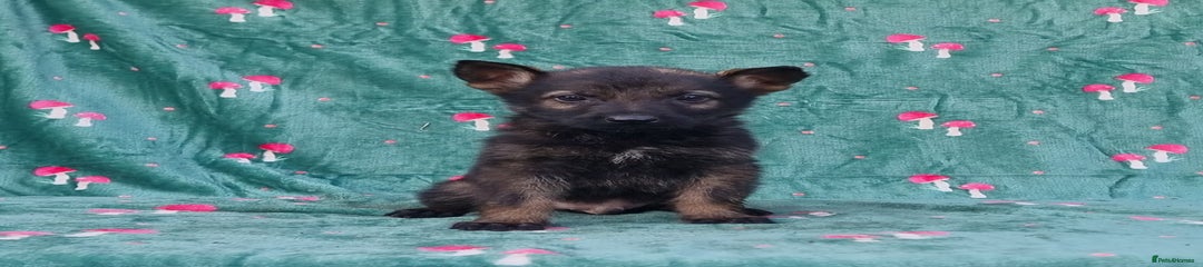 German Shepherd Puppy 1