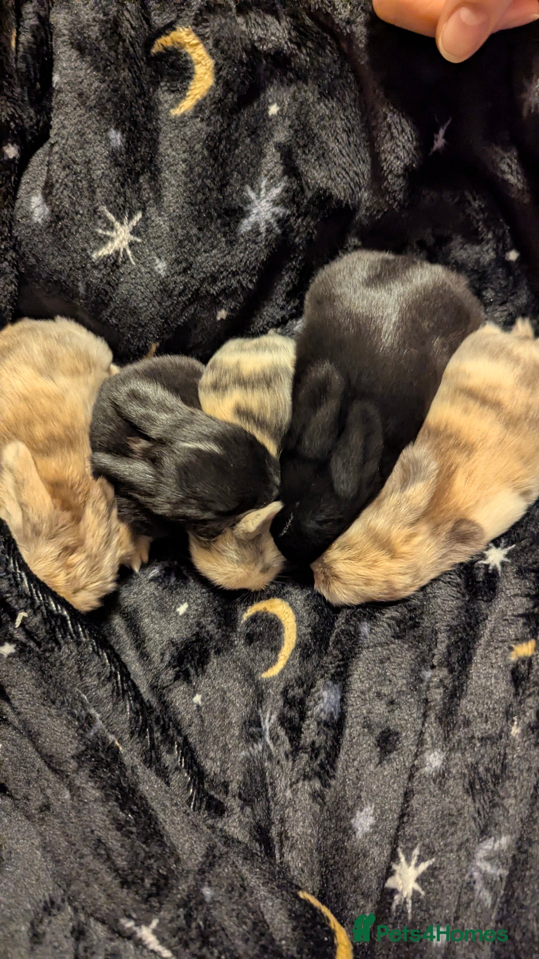 Mini Lop rabbits for sale: Mini lop babies waiting list  - Advert 14