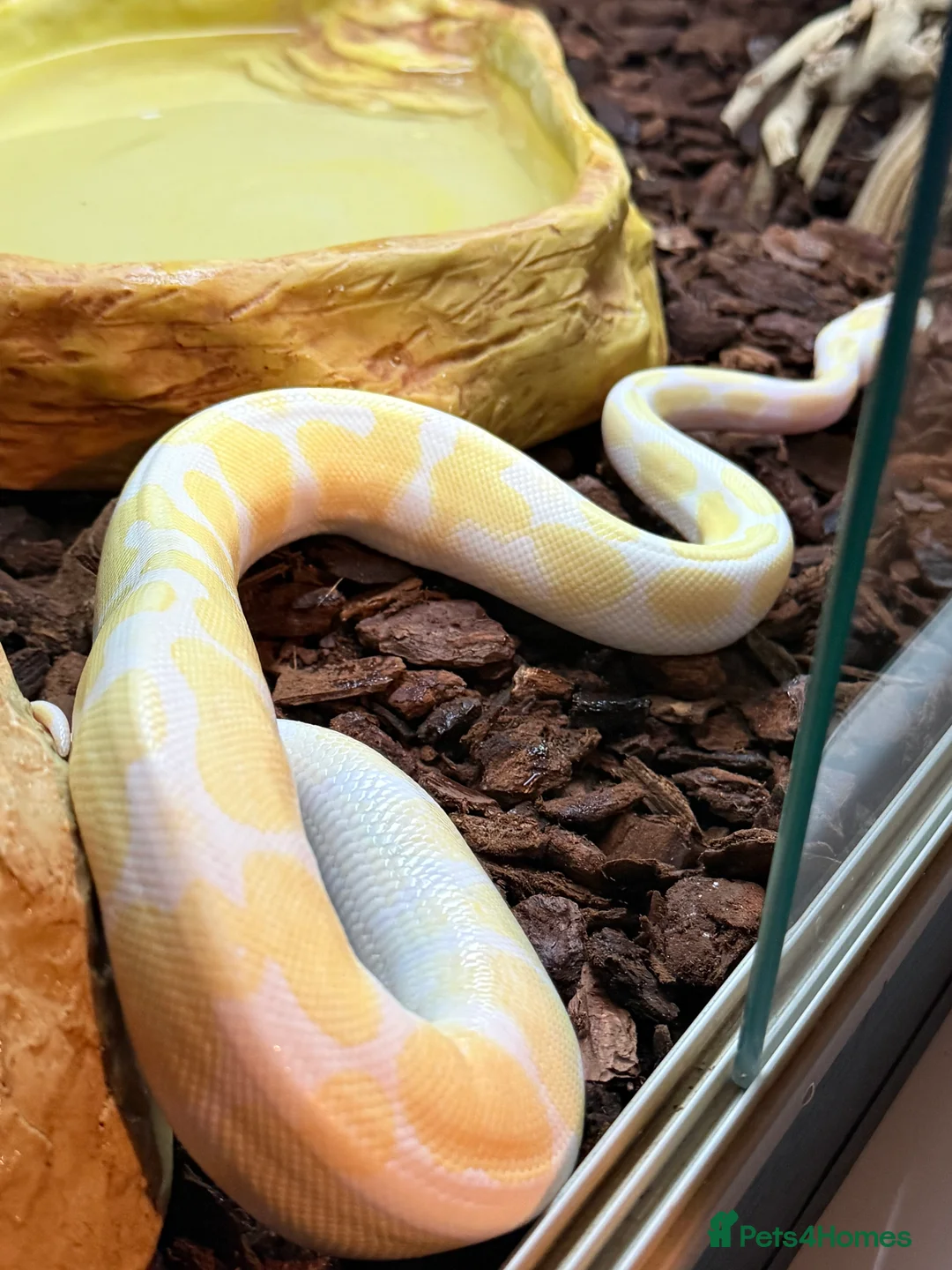 Python Snake reptiles for sale: Two stunning Ball Pythons  - Advert 8