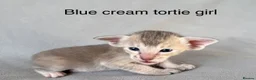 Peterbald cats for sale: Pedigree registered TICA kittens - Advert 7