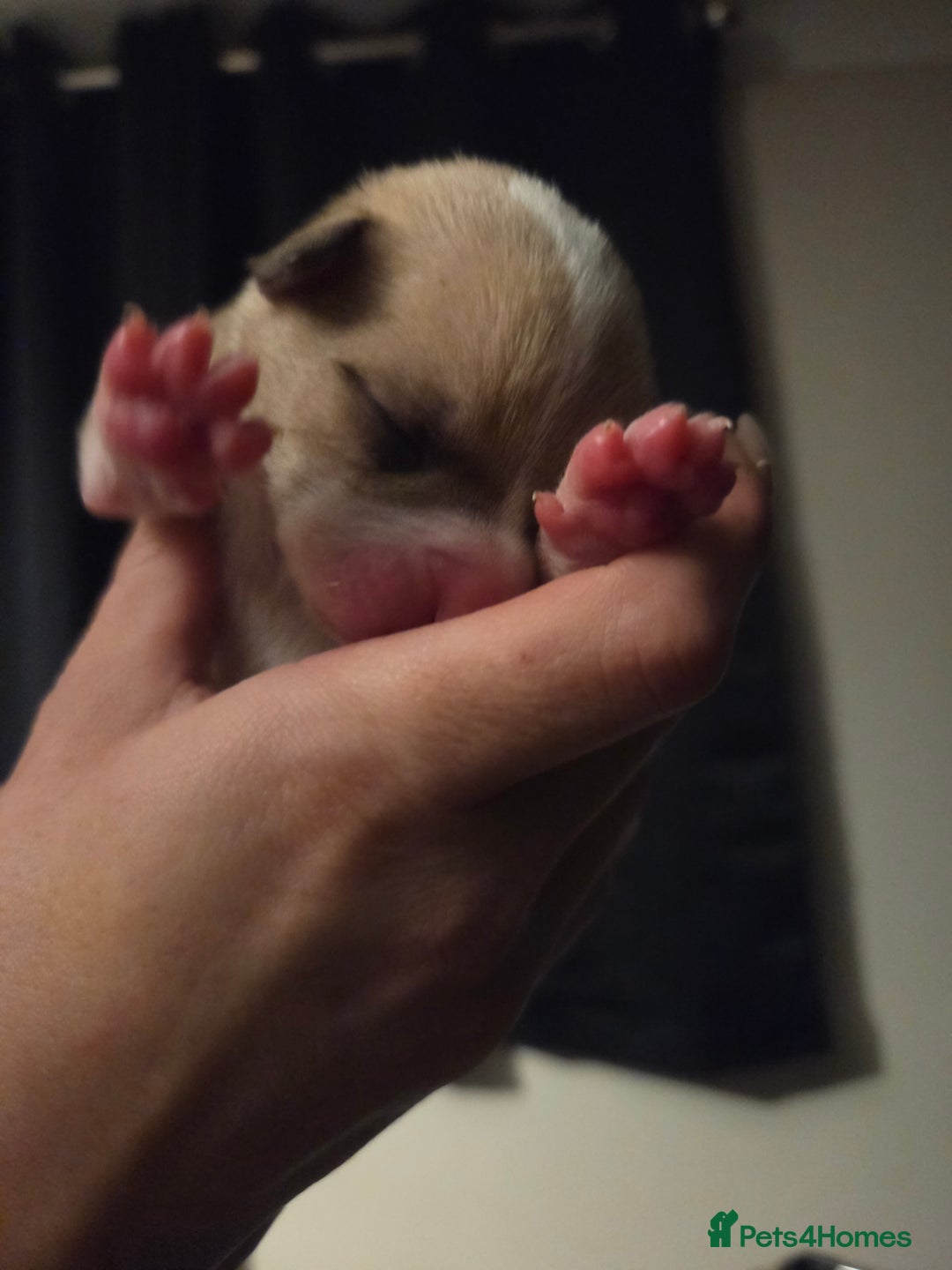 American Bulldog dogs for sale: American bulldog puppies  - Image 9