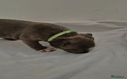 Staffordshire Bull Terrier dogs for sale: Blue Staffs £1,100 Deposit is £245 - Image 22