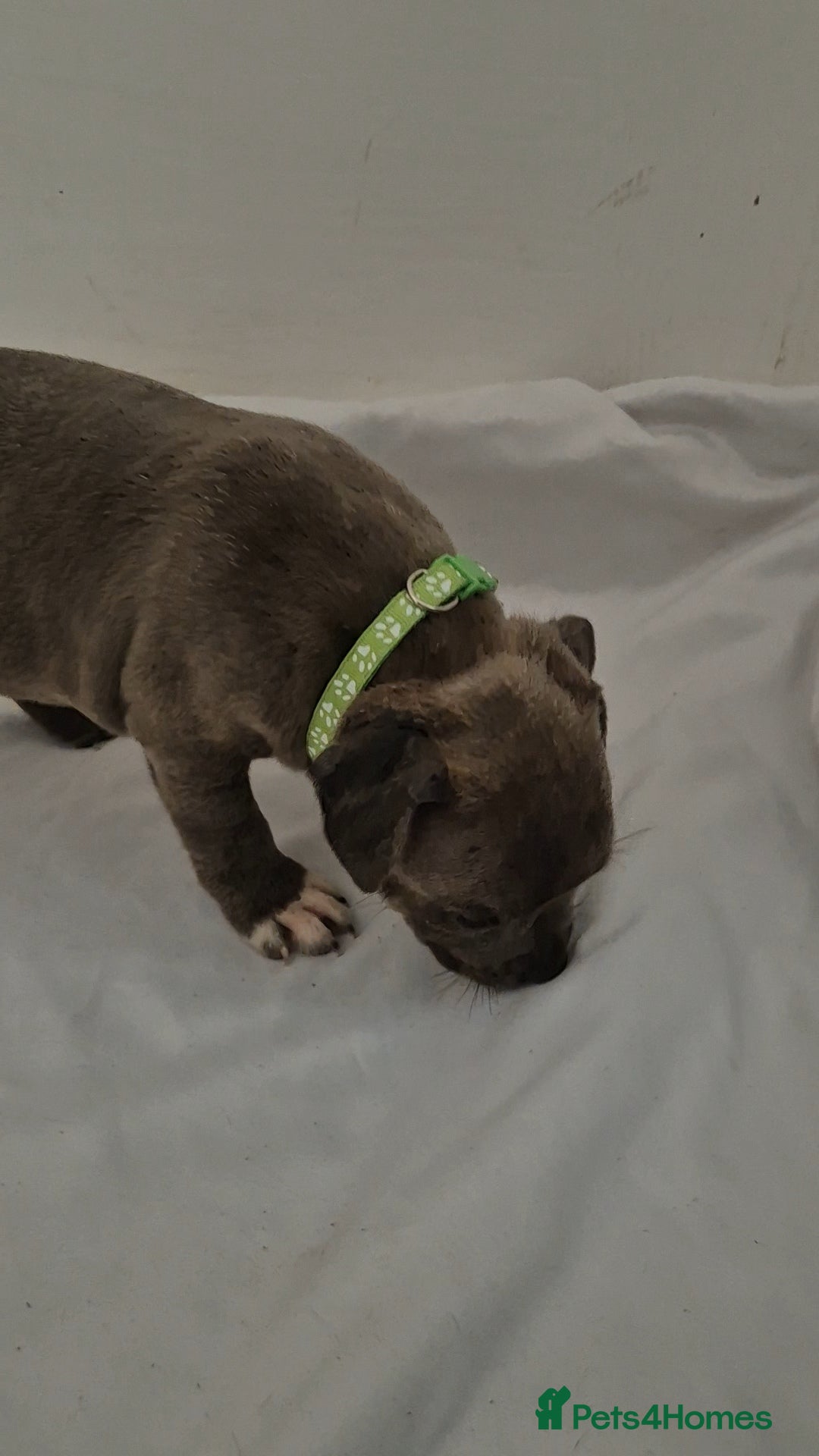 Staffordshire Bull Terrier dogs for sale: Blue Staffs £1,100 Deposit is £245 - Image 22