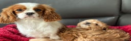 Cavapoo dogs for sale: Beautiful cavapoos ready now - Advert 27