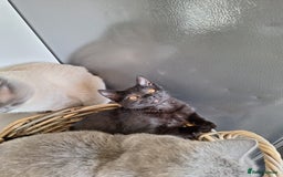 British Shorthair cats for sale: 😻🤎CHOCOLATE BSH boy and girl, LONDON, READY NOW! - Image 11
