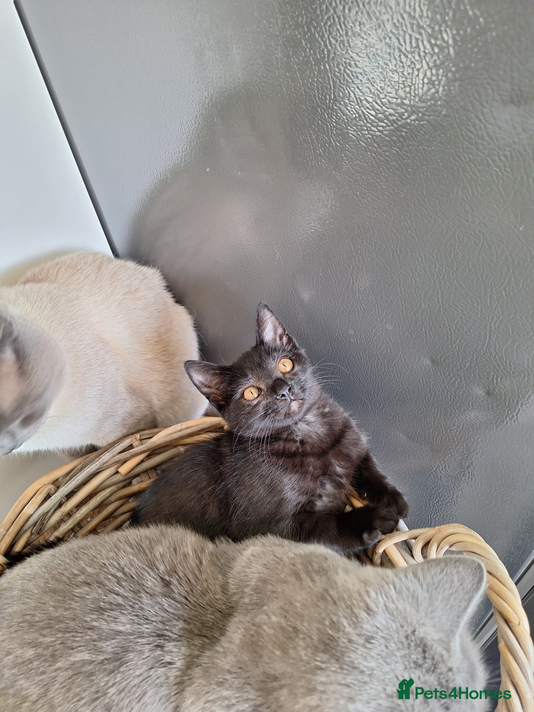 British Shorthair cats for sale: 😻🤎CHOCOLATE BSH boy and girl, LONDON, READY NOW! - Image 11