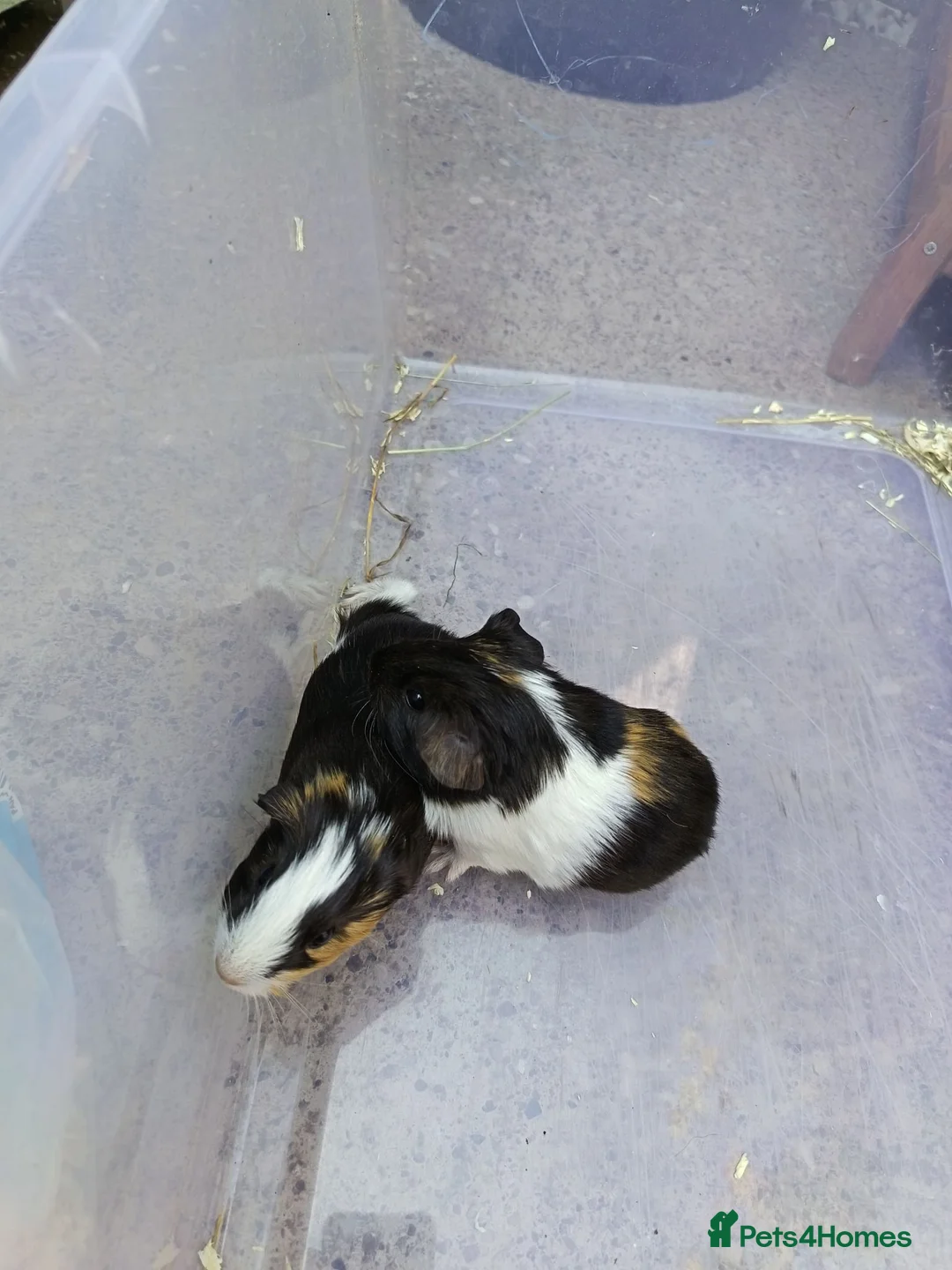 Guinea Pig rodents for sale: 2 Male baby guinea pigs  - Advert 6