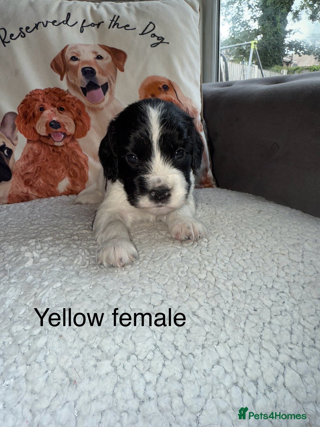 Cocker Spaniel dogs for sale: Working cocker spaniel LAST 2 REMAINING  - Image 8
