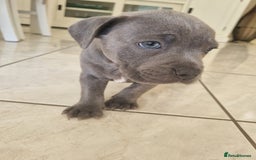 Staffordshire Bull Terrier dogs for sale: Staffordshire Bull Terrier puppies for sale  - Image 4