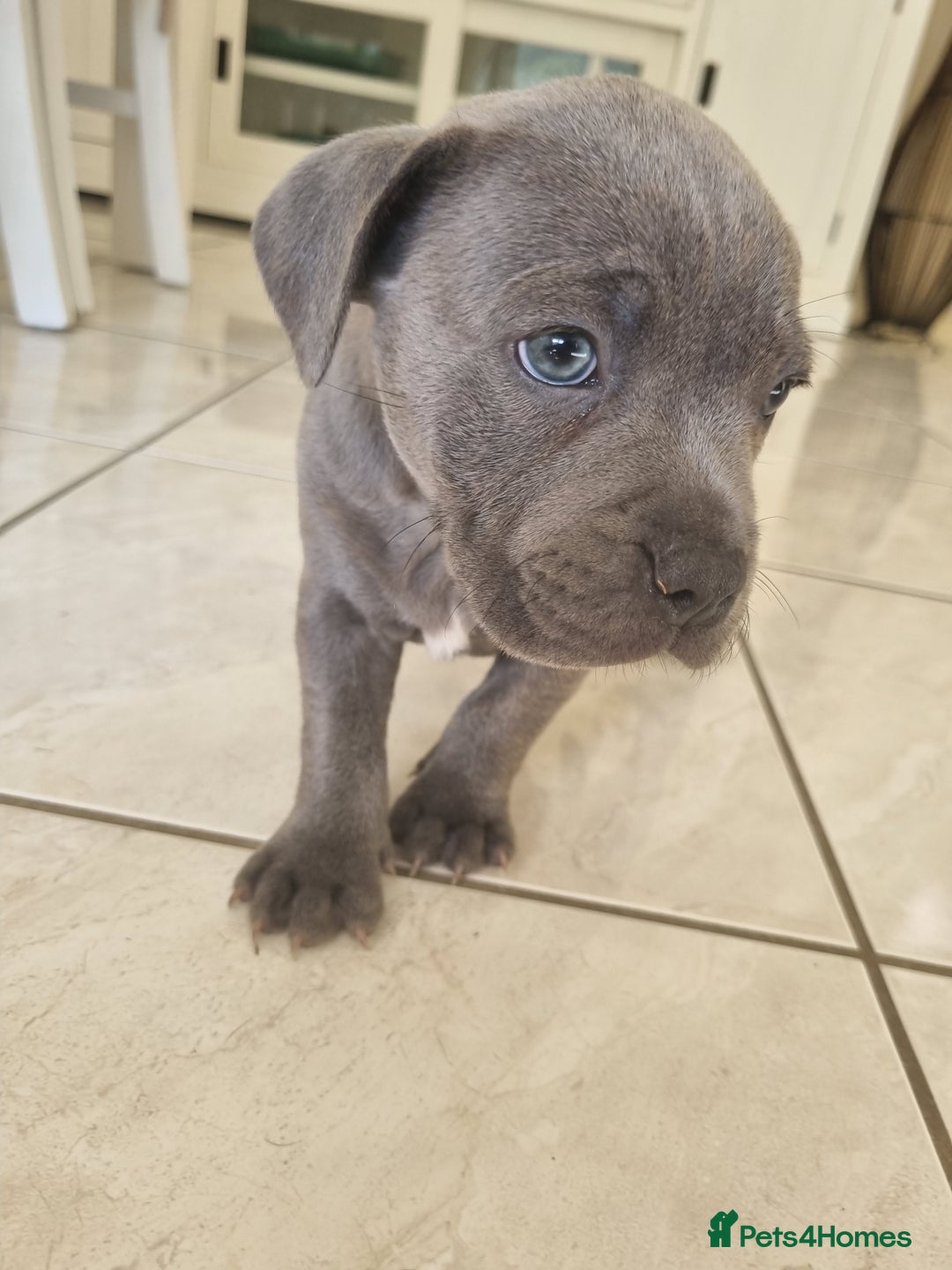 Staffordshire Bull Terrier dogs for sale: Staffordshire Bull Terrier puppies for sale  - Image 4
