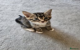 Domestic Shorthair cats for sale: Gorgeous Kittens for sale - Image 11