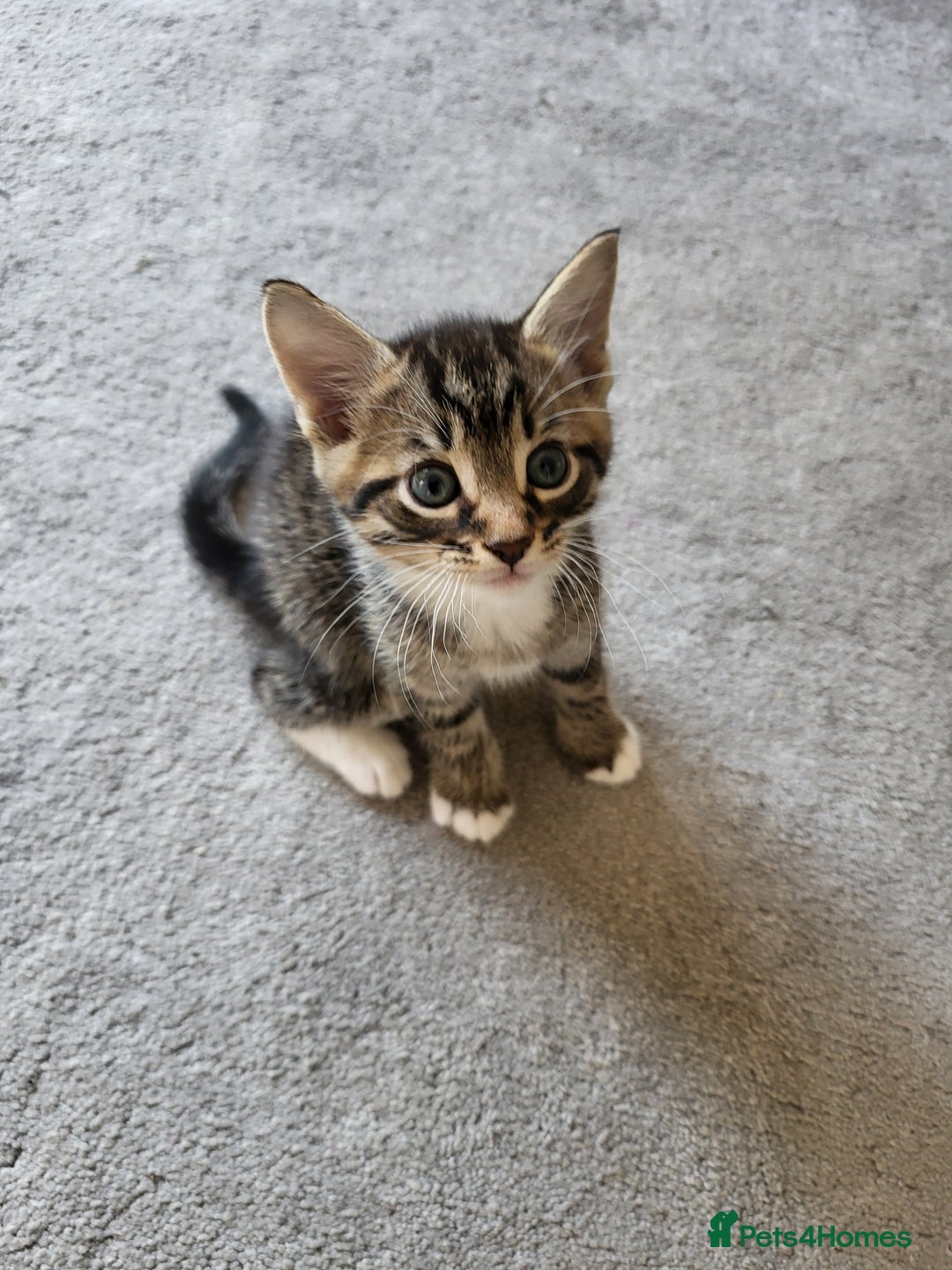 Domestic Shorthair cats for sale: Gorgeous Kittens for sale - Image 11