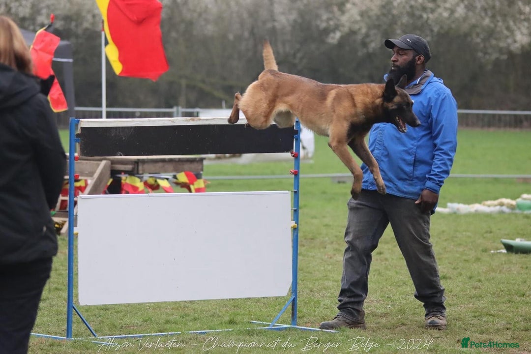 Belgian Shepherd Dog dogs for sale: Belgian Malinois is due before 5th of January - Advert 20