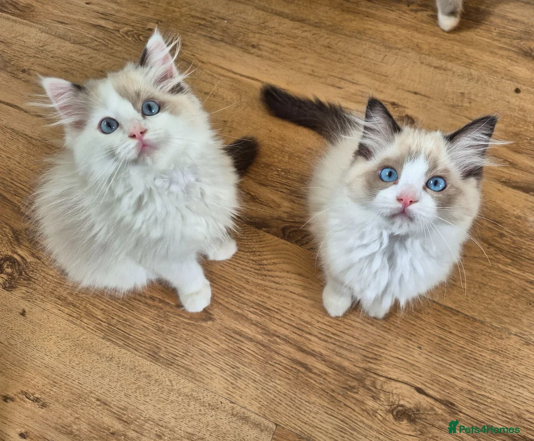Ragdoll cats for sale: Ragdoll Kittens TICA Registered - Advert 2