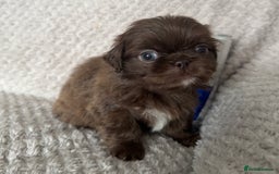 Mixed Breed dogs for sale: Tiny Pugingese pups  - Image 1
