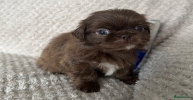 Mixed Breed dogs - Advert 7