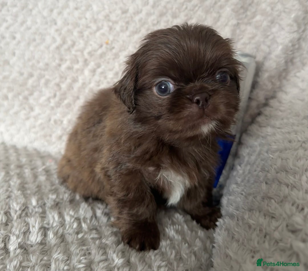 Mixed Breed dogs for sale: Tiny Pugingese pups  - Image 1