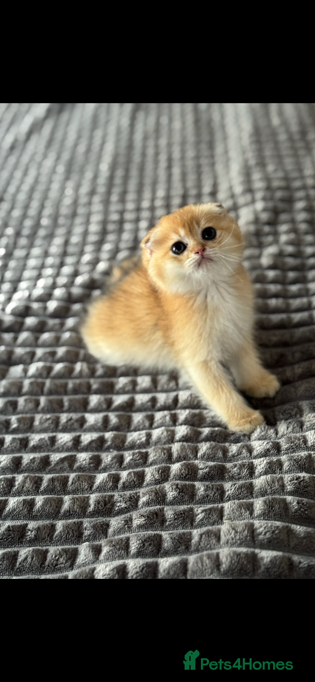 Scottish Fold cats for sale: purebred kittens Gold Scottish Fold Chinchilla - Image 4