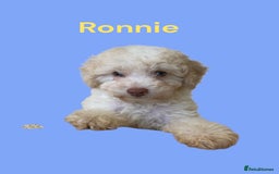 Cavapoo dogs for sale: One Cavapoo x poodle girl ready to go!!! - Image 20