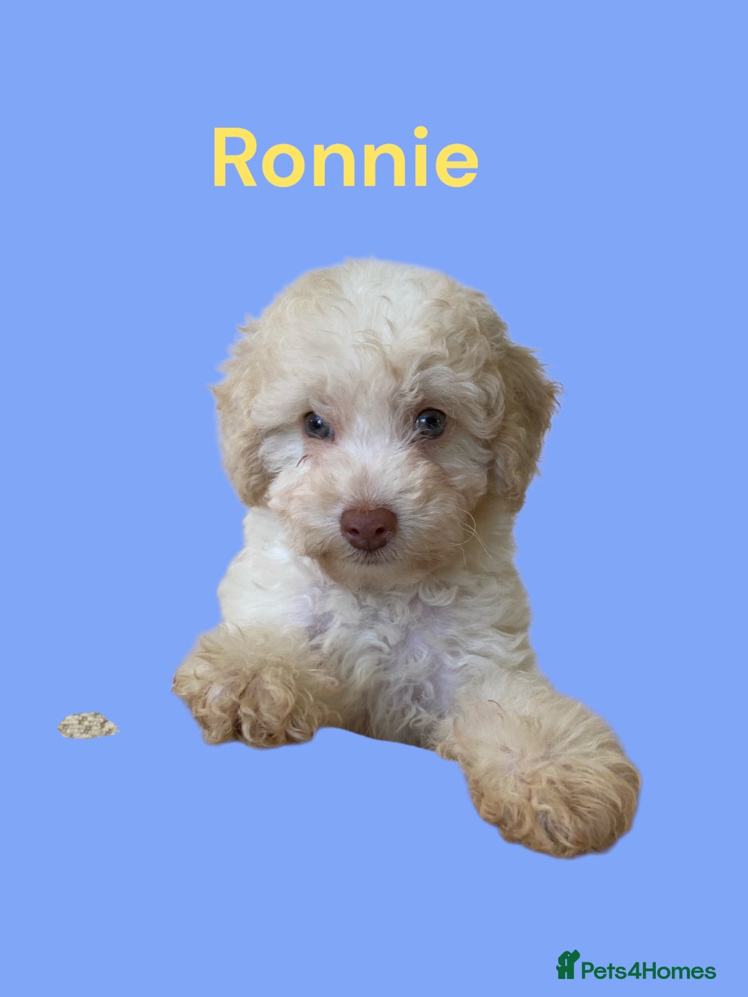 Cavapoo dogs for sale: One Cavapoo x poodle girl ready to go!!! - Image 20