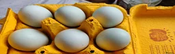 Chickens poultry for sale: Fertile chicken eggs for sale. - Advert 9