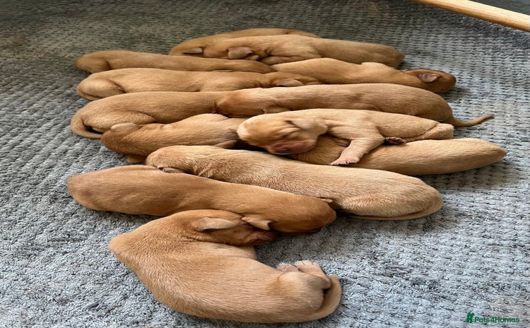 Labrador Retriever dogs - Advert 3