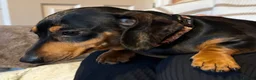 Miniature Dachshund dogs for sale: Female dapple dachshund  - Advert 3