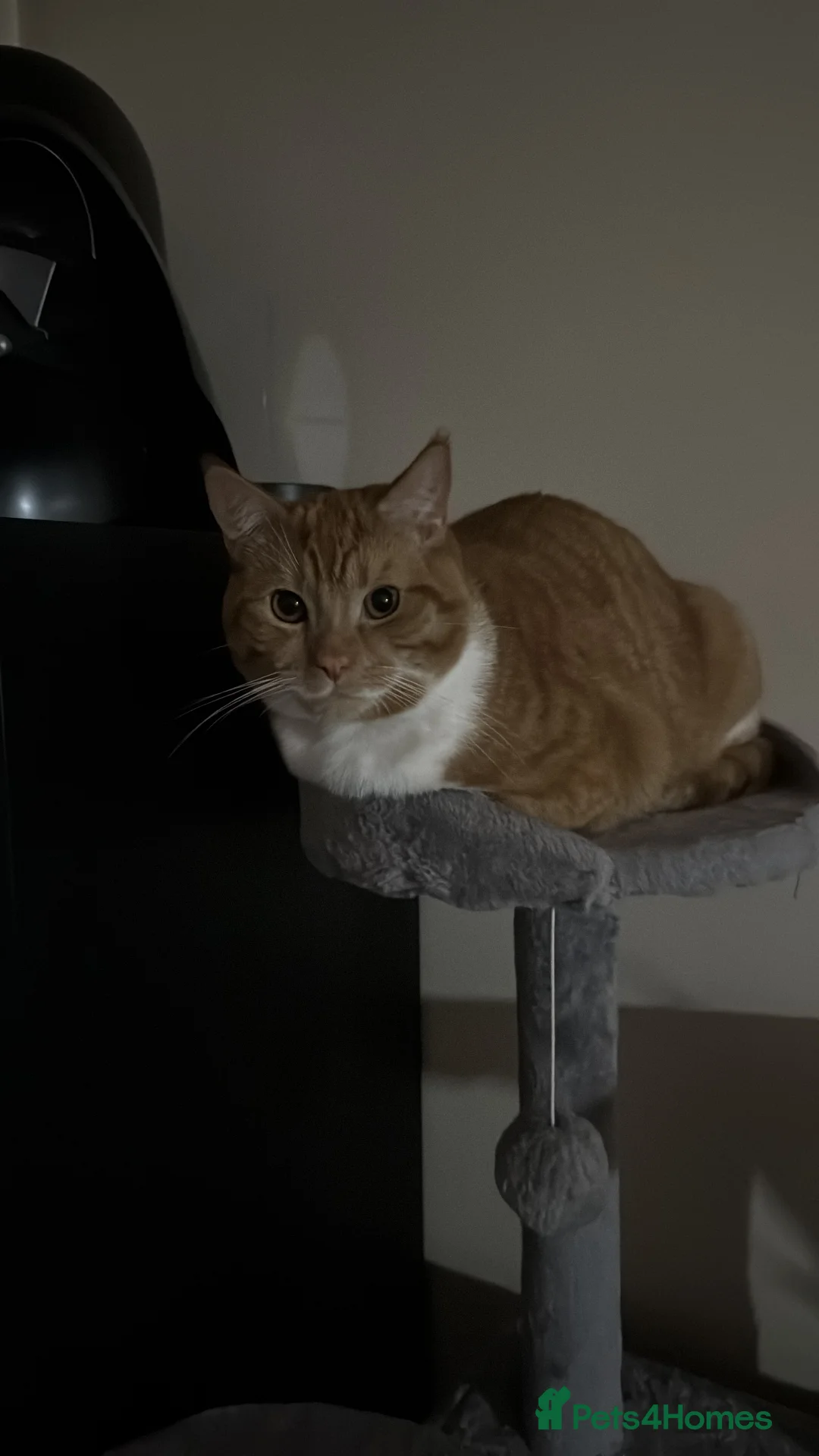 British Shorthair cats for sale: Neutered and Vaccinated Ginger Cat for Sale - Advert 2