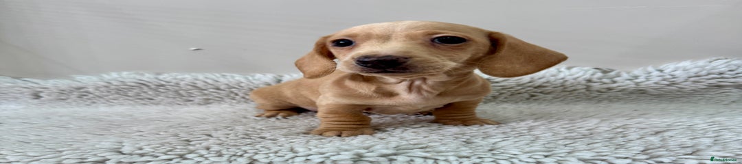 Miniature Dachshund Puppy 5