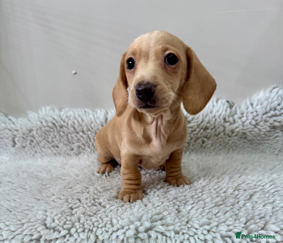 Miniature Dachshund dogs for sale: 🥰 3 cream smooth haired ready 6th November🥰  - Image 19