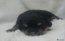 Cockapoo dogs for sale: The best cockapoos  - Image 10