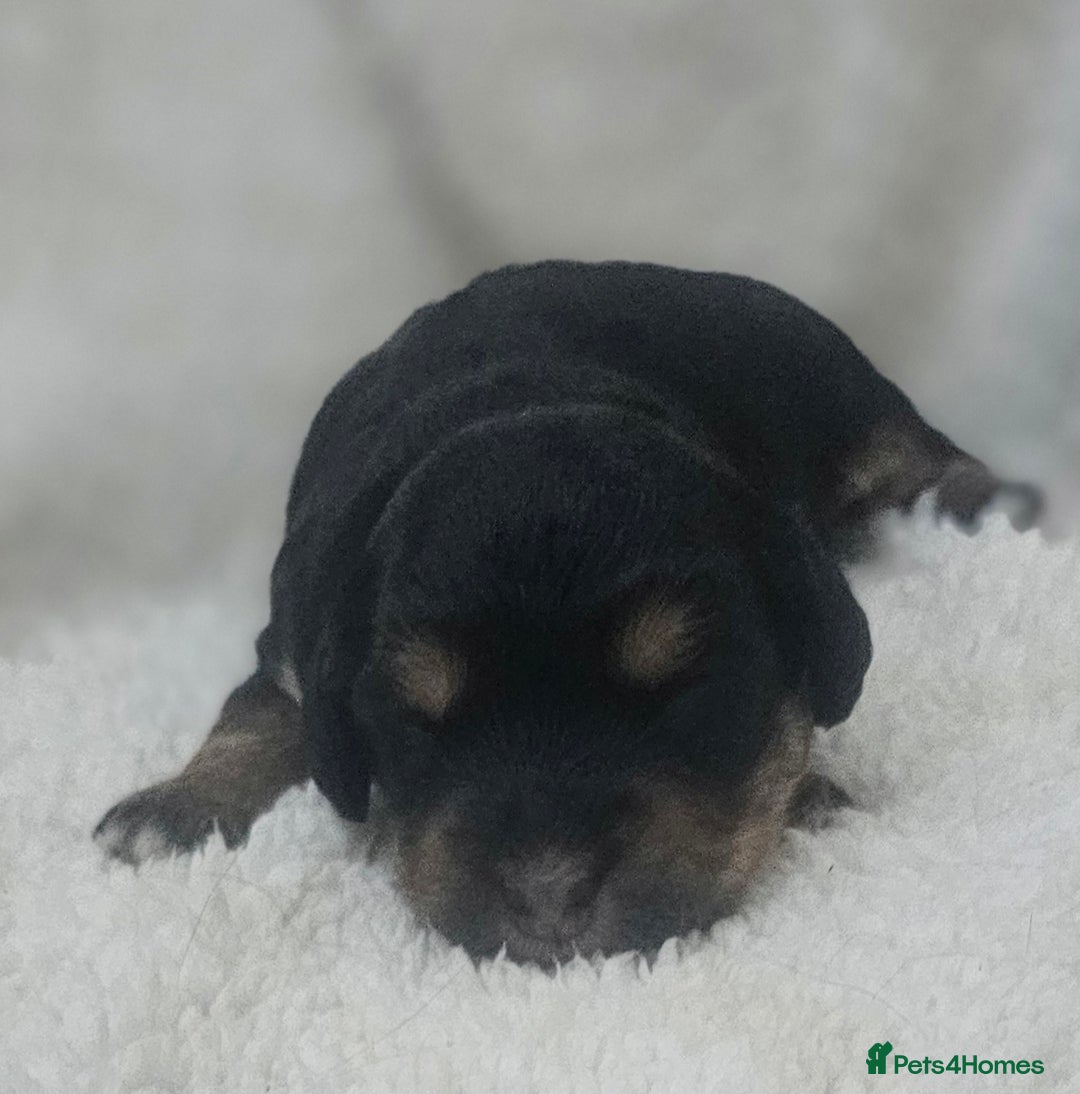 Cockapoo dogs for sale: The best cockapoos  - Image 10