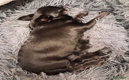 Chihuahua dogs for sale: SMALLEST on the market KC reg chihuahua girls - Image 12