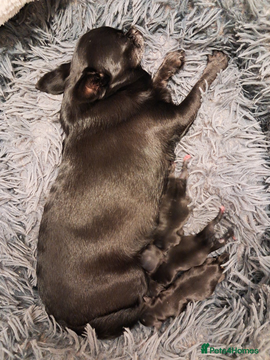 Chihuahua dogs for sale: SMALLEST on the market KC reg chihuahua girls - Image 12