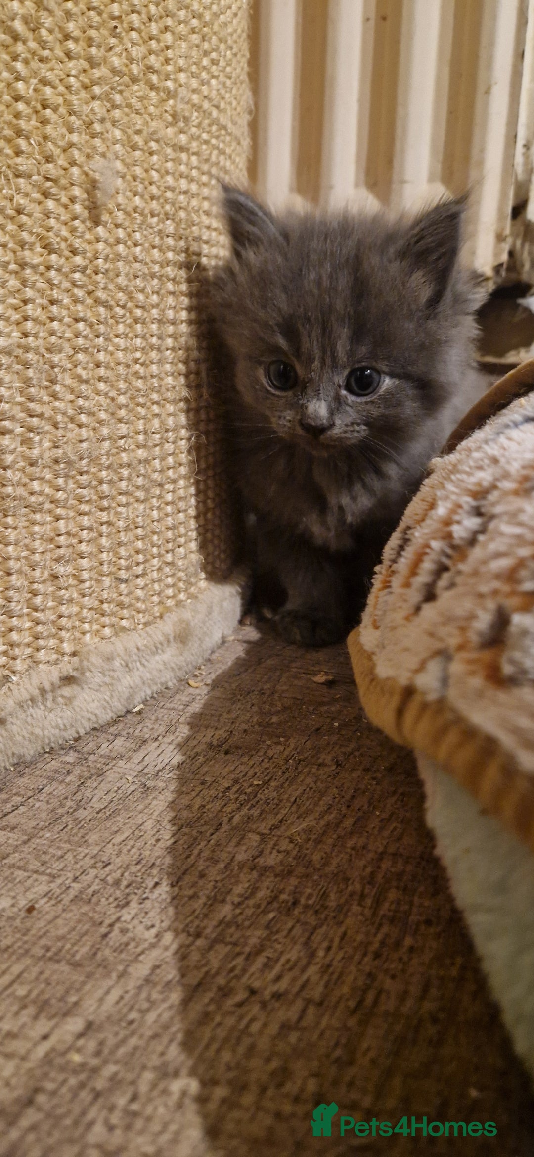 Mixed Breed cats for sale: Ragdoll cross - Advert 3