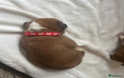 Boxer dogs for sale: Stunning Kc Boxer Puppies - Image 7