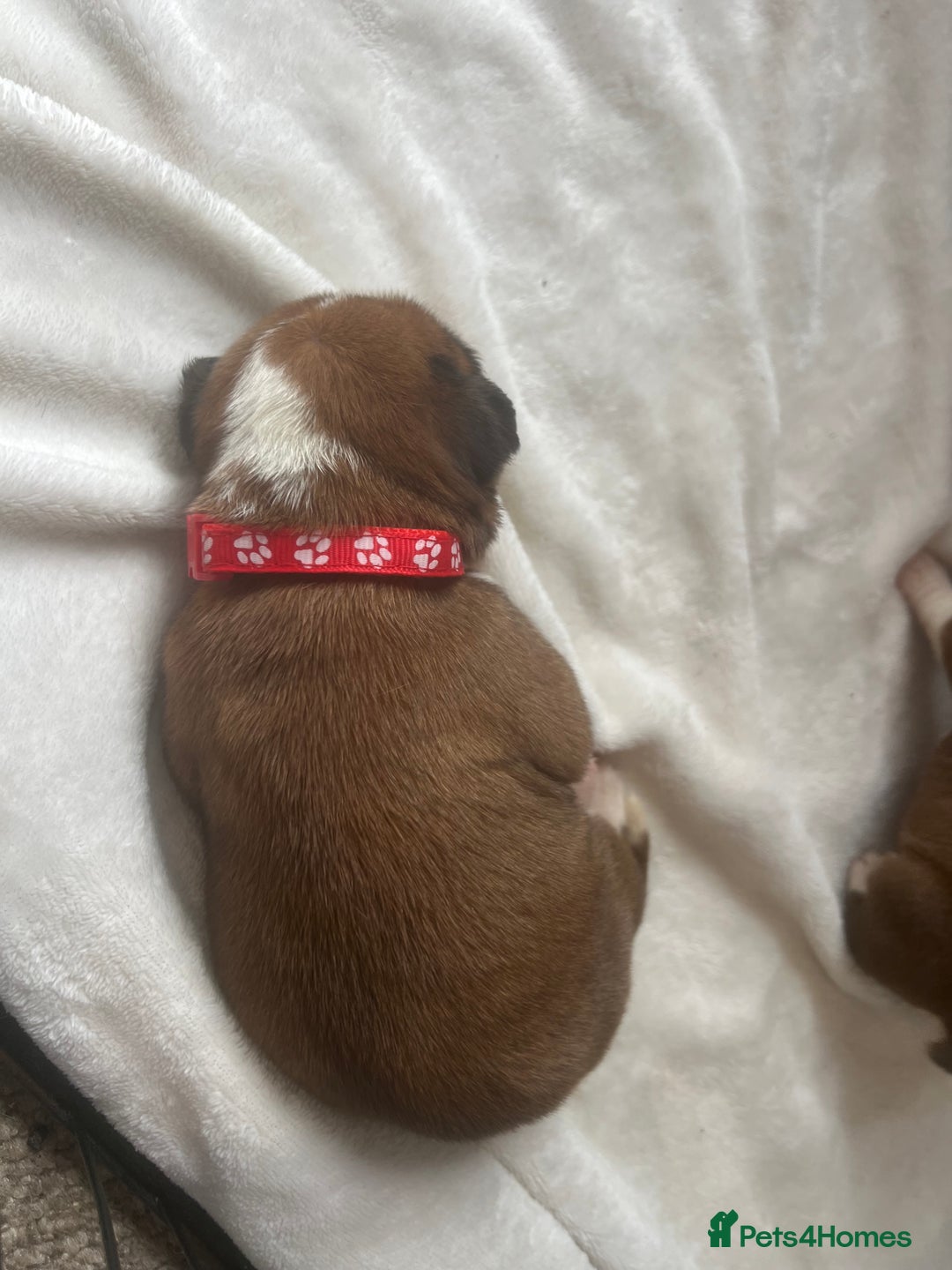Boxer dogs for sale: Stunning Kc Boxer Puppies - Image 7