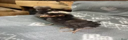 Chickens poultry for sale: Polish bantam chicks - Advert 3