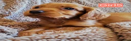 Cocker Spaniel dogs for sale: Beautiful litter of 7 Pedigree Cocker Spaniels in Doncaster - Advert 22
