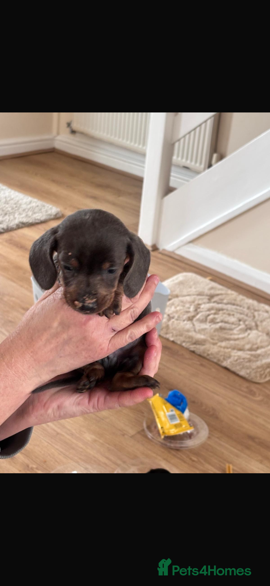 Dachshund dogs DACHSHUND puppies - Advert 12