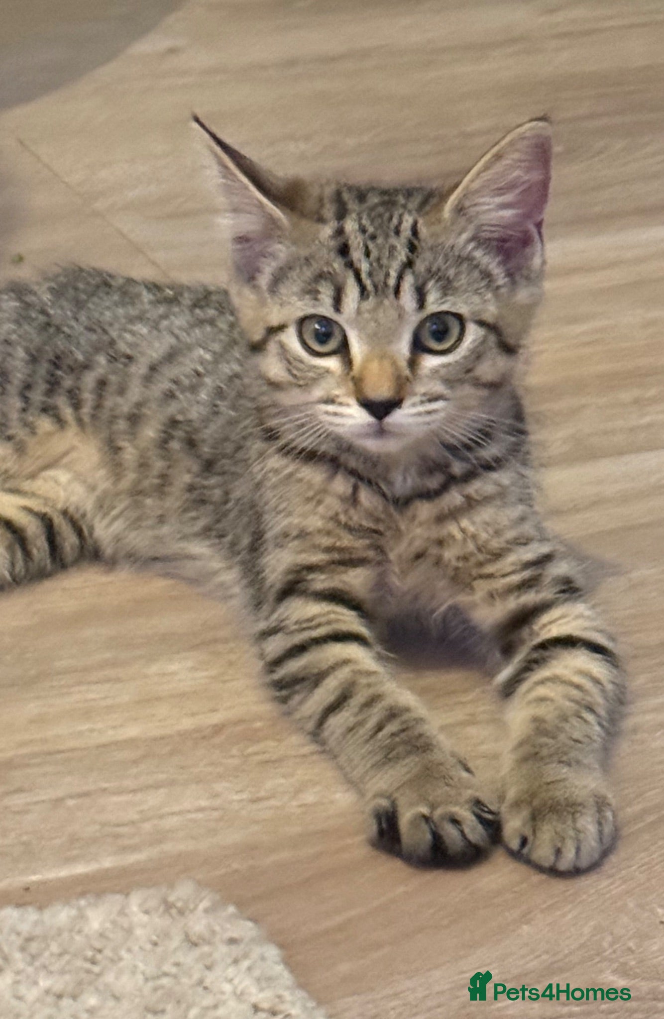 Mixed Breed cats 3 Beautiful kittens ready for their forever homes - Advert 1