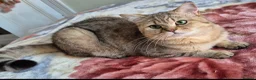 British Shorthair cats for sale: Stunning Black Golden BSH boy 💥 - Advert 1