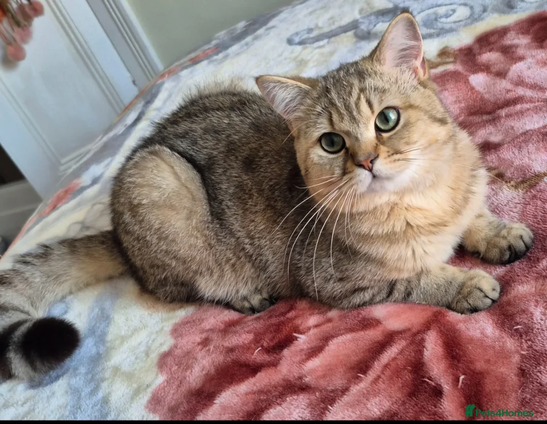 British Shorthair cats for sale: Stunning Black Golden BSH boy 💥 - Advert 1