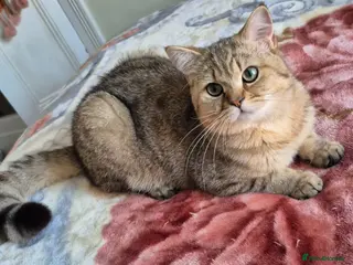 British Shorthair cats Stunning Black Golden BSH boy 💥 - Advert 1
