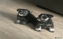 Miniature Schnauzer dogs for sale: Black/Silver & Pepper/Salt male /females - Image 2