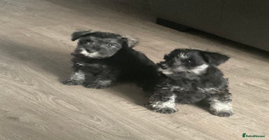 Miniature Schnauzer dogs - Advert 9